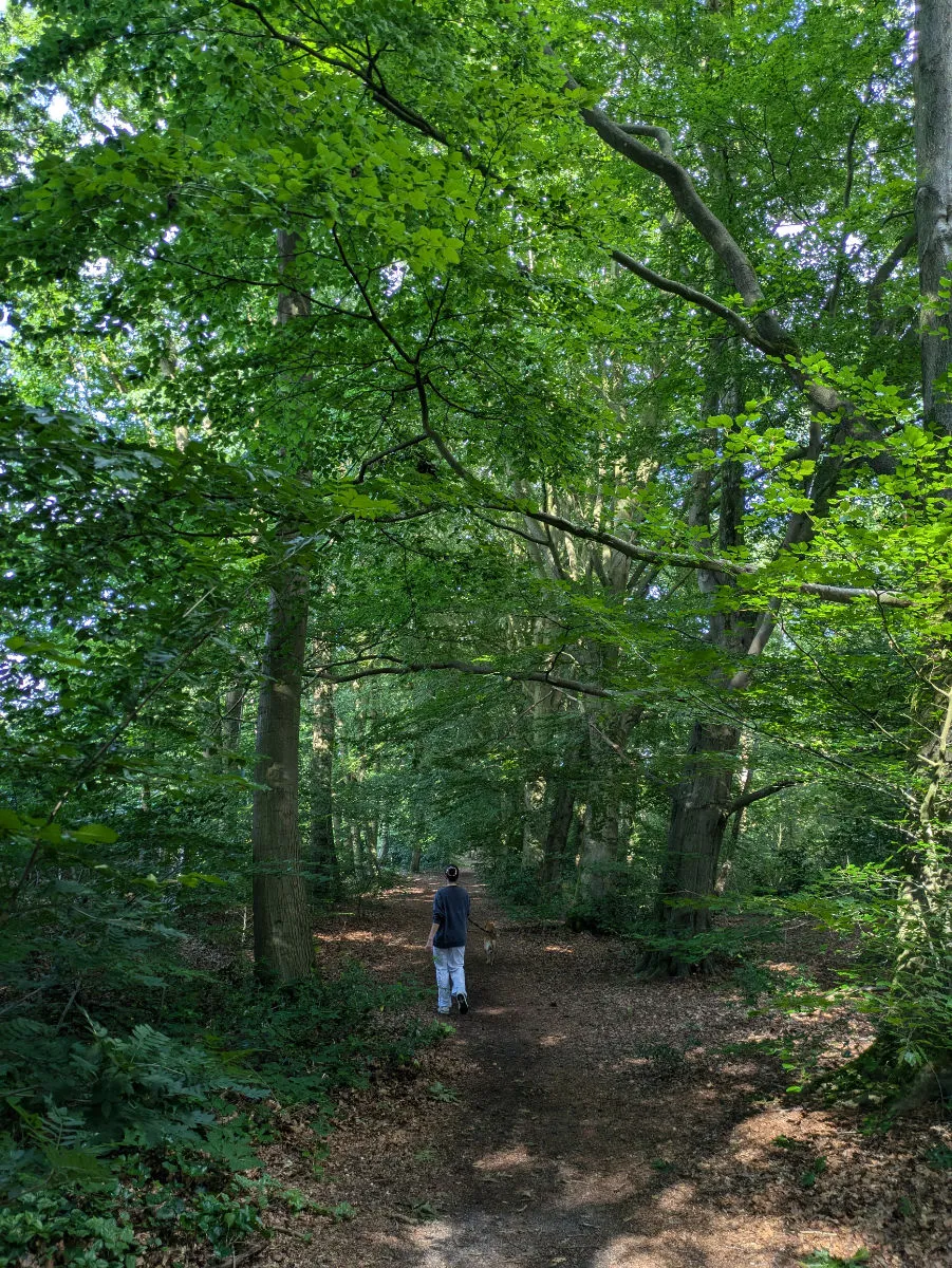 Sophia cammina nel bosco