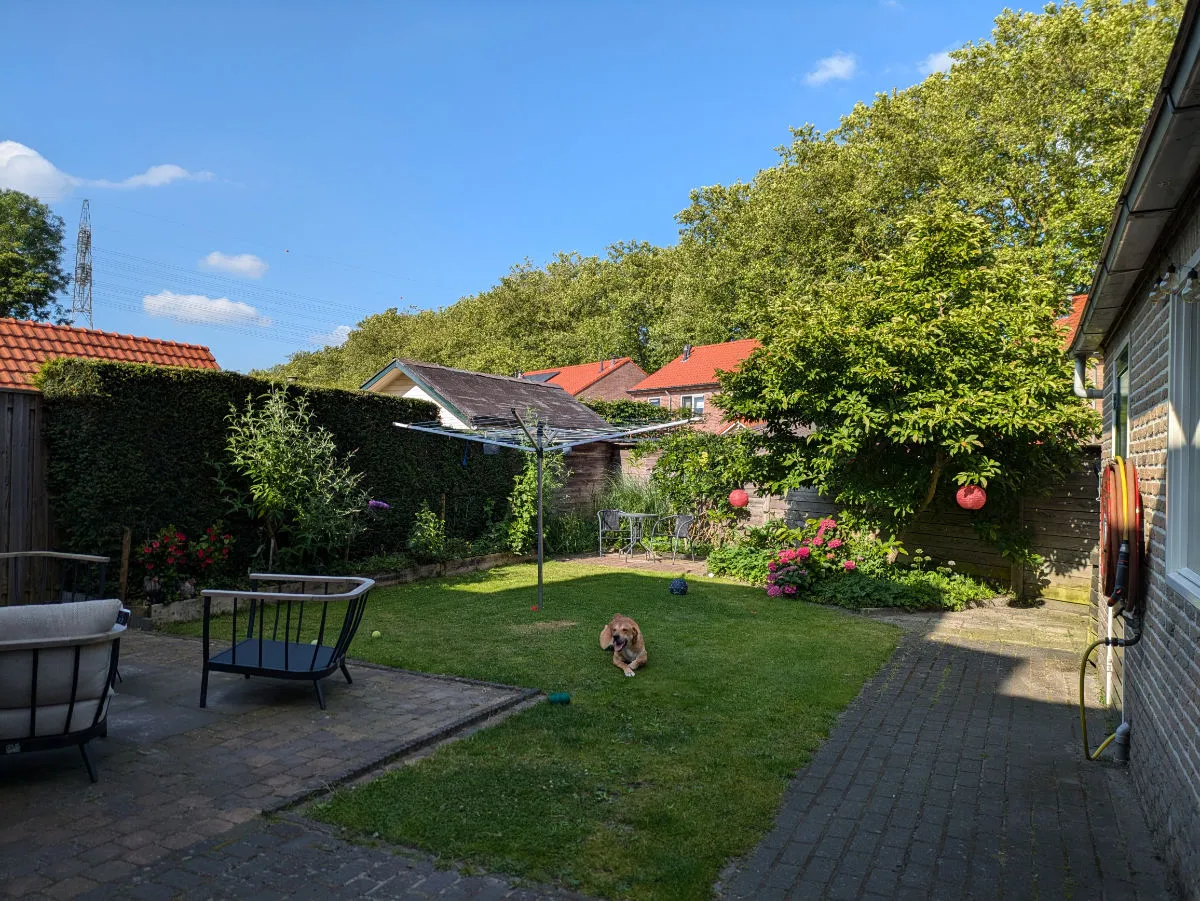 Il cane bruno in giardino